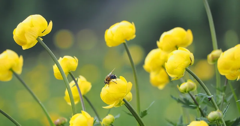 Faune et flore : ce qu'on peut réellement observer